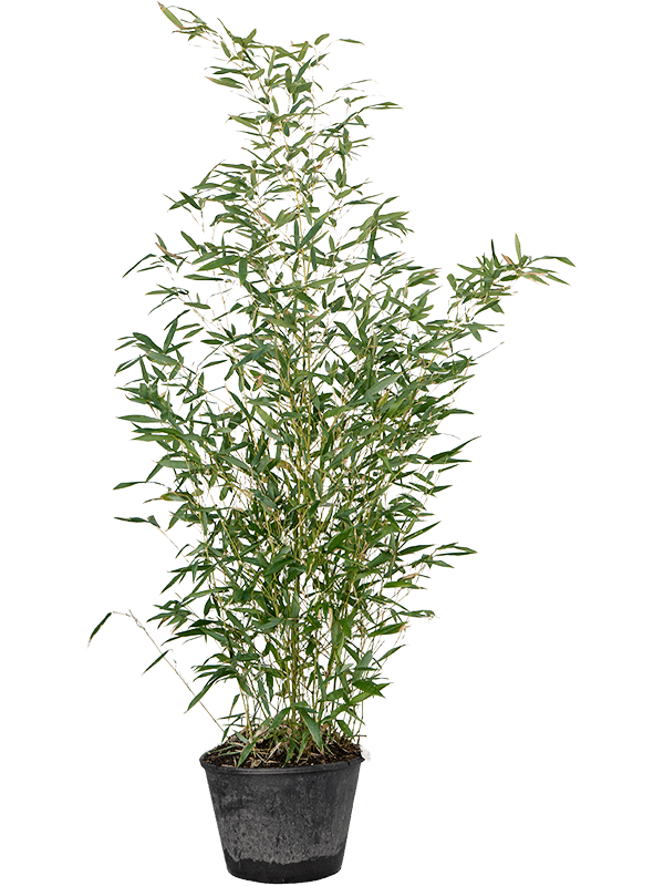 Бамбук Phyllostachys Bissetii 150/28 см (Nieuwkoop Europe) - фото 74054