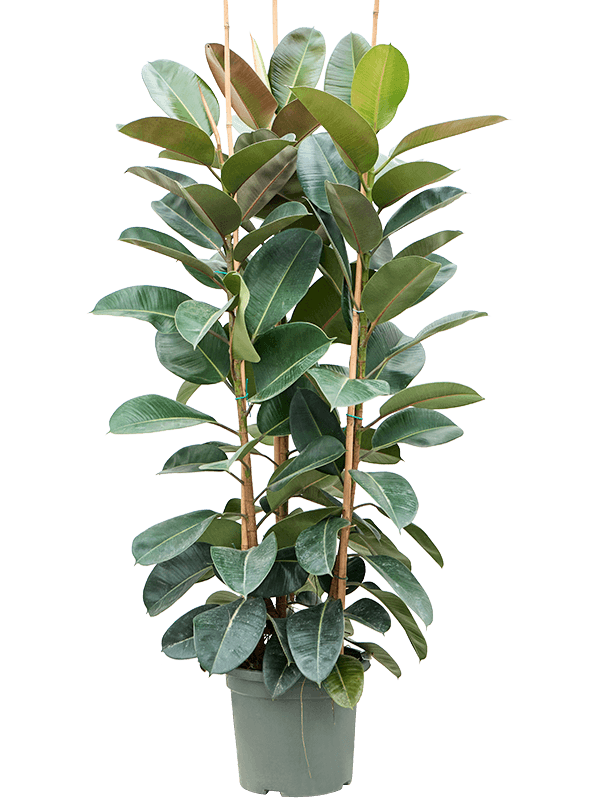 Фикус эластика 'robusta' 160/38 см (Nieuwkoop Europe) - фото 74157