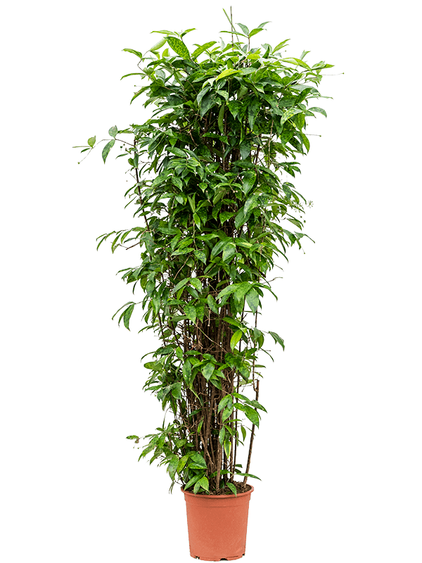 Драцена суркулоза (Годсефа) пучок (Nieuwkoop Europe) - фото 74330