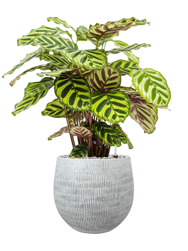 Калатея Макоя Calathea makoyana