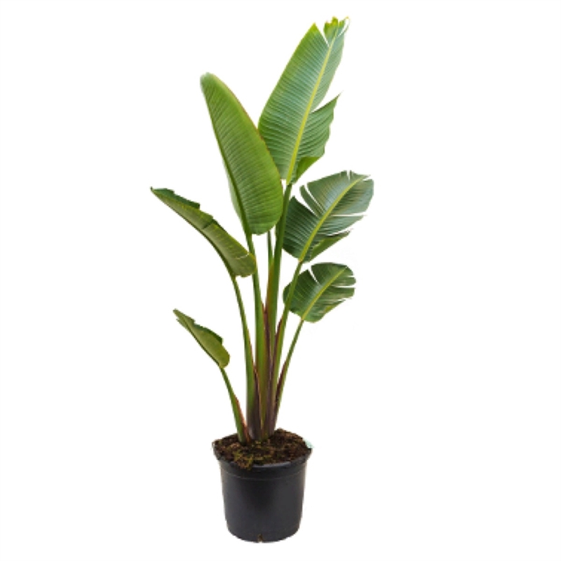 Стрелиция Николая 24/180 (GL) 22393 - фото 75379