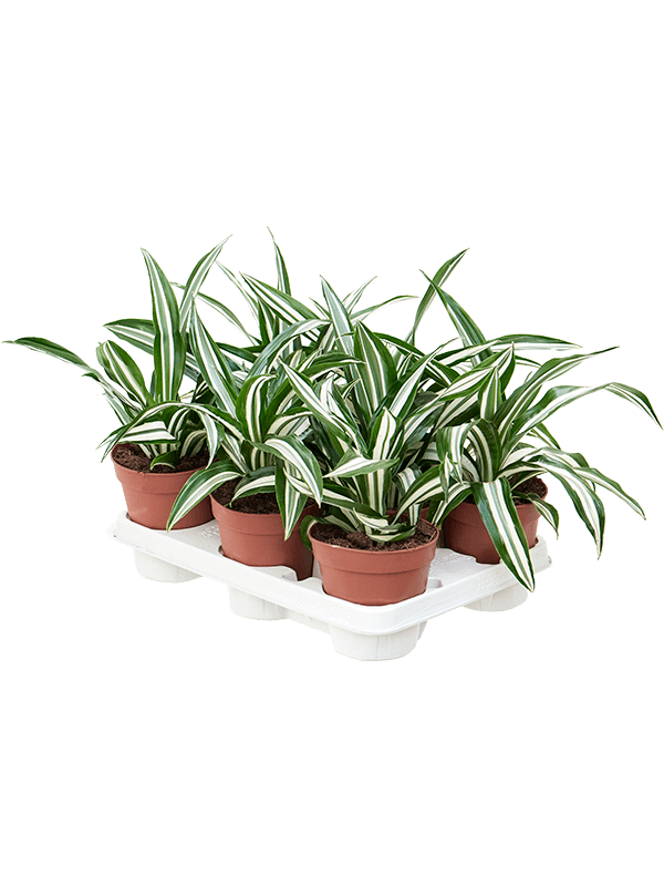 Драцена душистая (фрагранс) "Green White" (Nieuwkoop Europe) 35186 - фото 87184