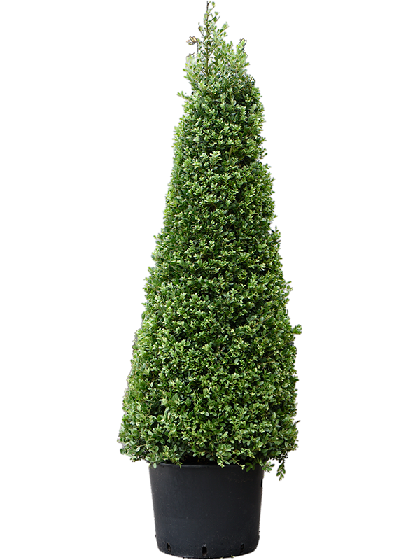 Падуб городчатый (остролист) "Dark Green" (Nieuwkoop Europe) 35340 - фото 87338