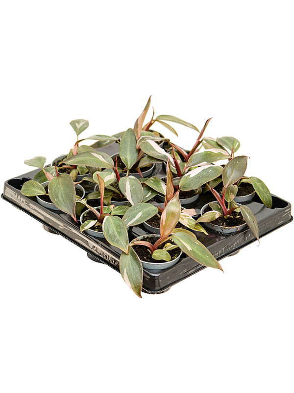 Филодендрон "Pink Princess" (Nieuwkoop Europe) 35357 - фото 87355