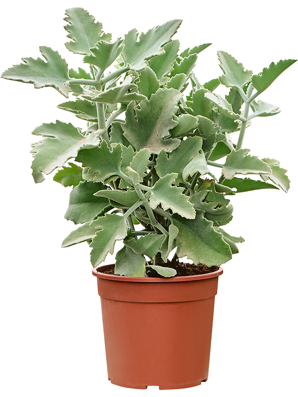Каланхоэ бехарское (бехаренсис) "Oak Leaf" (Nieuwkoop Europe) 37078 - фото 92448