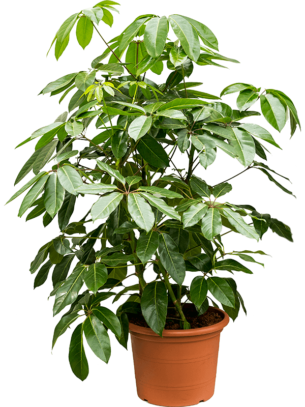 Шеффлера лучелистная "Amate" 40/140 (Nieuwkoop Europe) 38206 - фото 96329