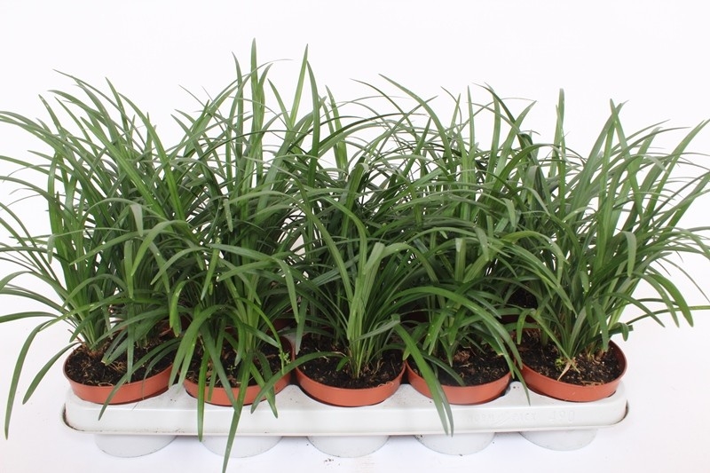 Лириопе колосистая 12/35 (Nieuwkoop Europe) 38210 - фото 96334