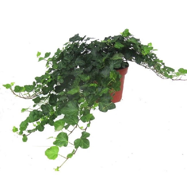 Хедера Вондер 13/30 (GL) 38393 - фото 96550