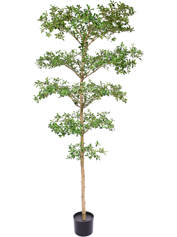 Терминалия (буцида буцерас) (искусственная) Nieuwkoop Europe 38989 - фото 98962