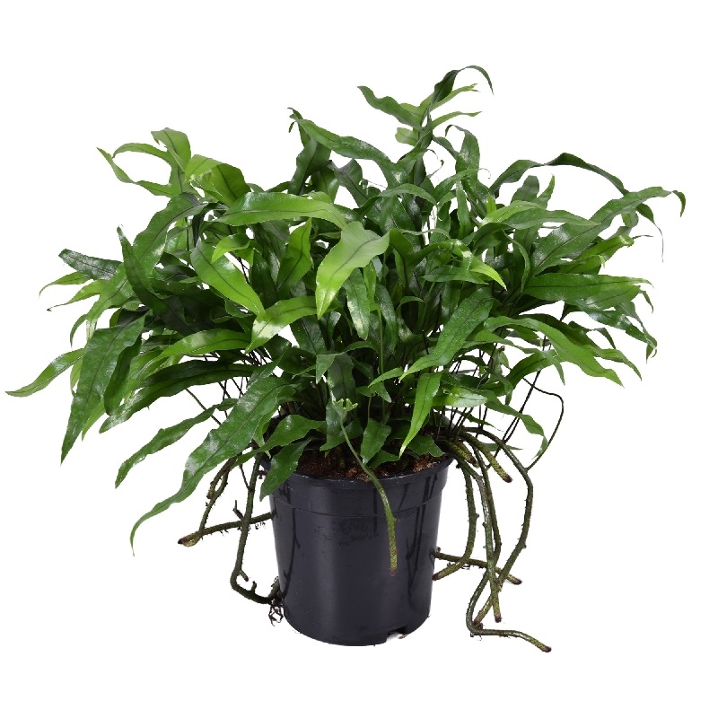 Микросорум диверсифолиум 17/45 (GL) 39043 - фото 99023