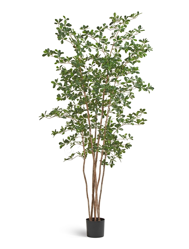 Лесная чёрная олива Ориентал (искусственный) Treez Collection 39304 - фото 99796