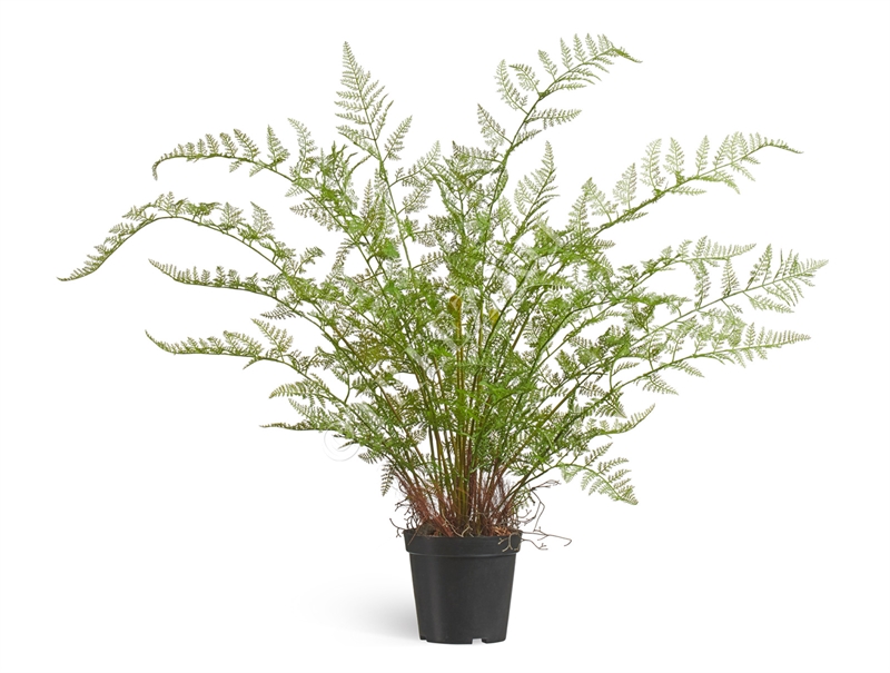 Папоротник Аспарагус куст нежно-зелёный в кашпо (искусственный) Treez Collection 39309 - фото 99801