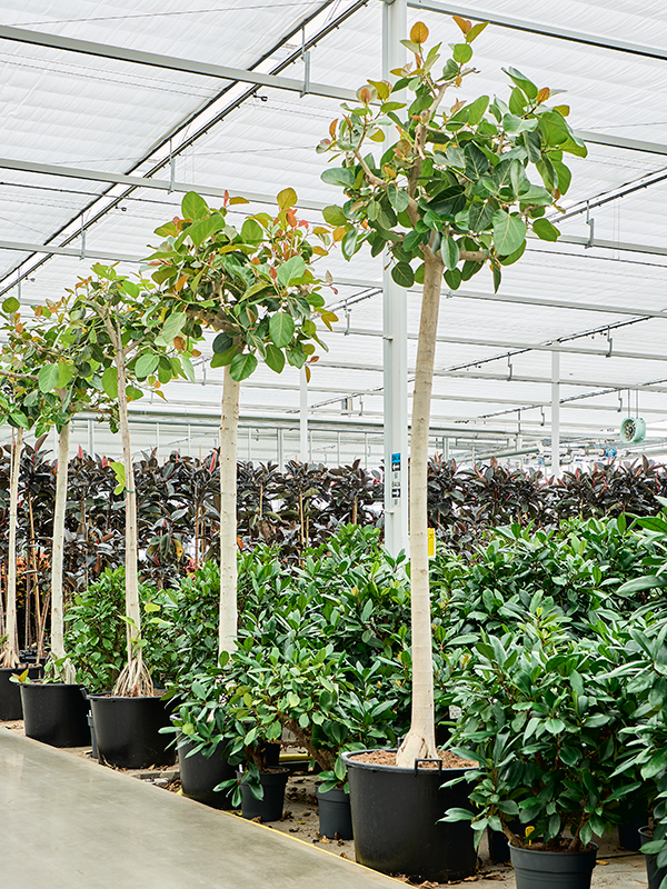 Фикус бенгальский (Nieuwkoop Europe) 39324 - фото 99834