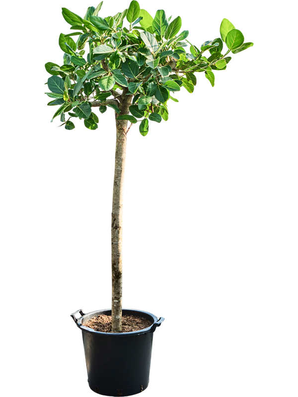 Фикус бенгальский "Audrey" 45/225 (Nieuwkoop Europe) 39331 - фото 99841