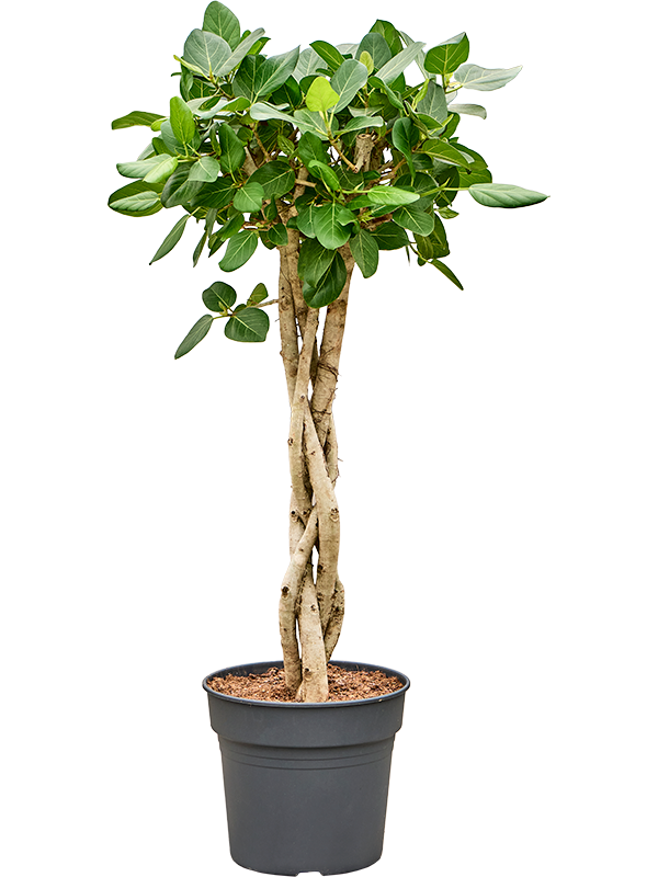Фикус бенгальский "Audrey" 34/150 (Nieuwkoop Europe) 39332 - фото 99842
