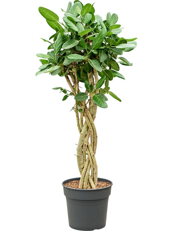 Фикус бенгальский "Audrey" 34/140 (Nieuwkoop Europe) 39333 - фото 99843