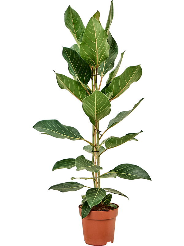 Фикус бенгальский "Joy" (Nieuwkoop Europe) 39334 - фото 99844