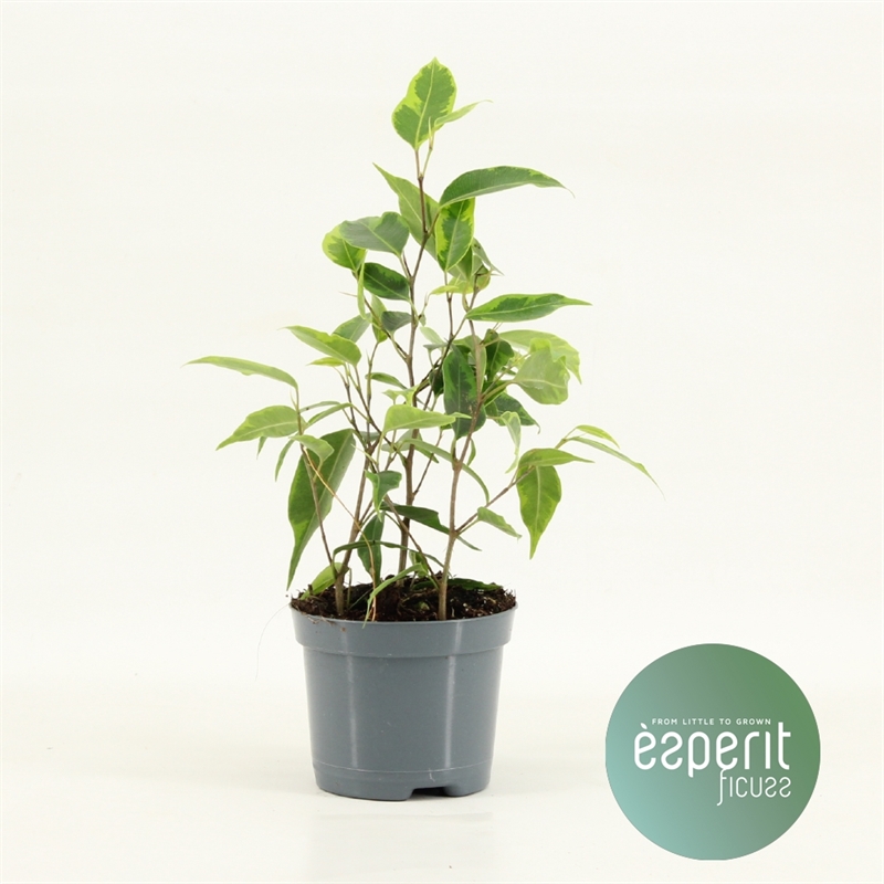 Фикус Бенджамина "Regidan" (Nieuwkoop Europe) 39348 - фото 99858