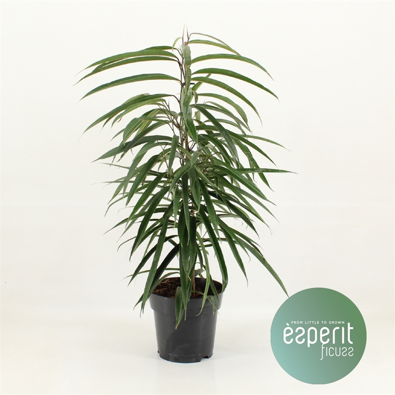 Фикус биннендийка "Alii" 17/70 (Nieuwkoop Europe) 39353 - фото 99863