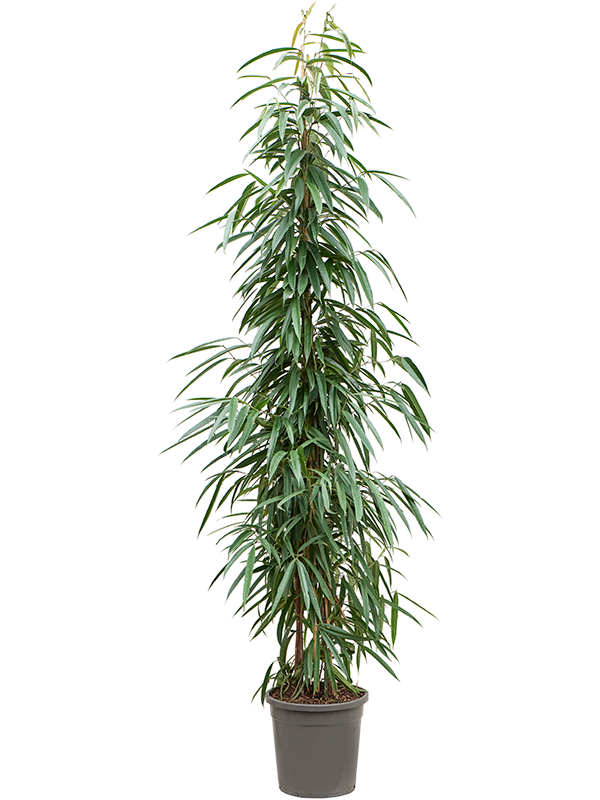 Фикус биннендийка "Alii" 30/210 (Nieuwkoop Europe) 39355 - фото 99865