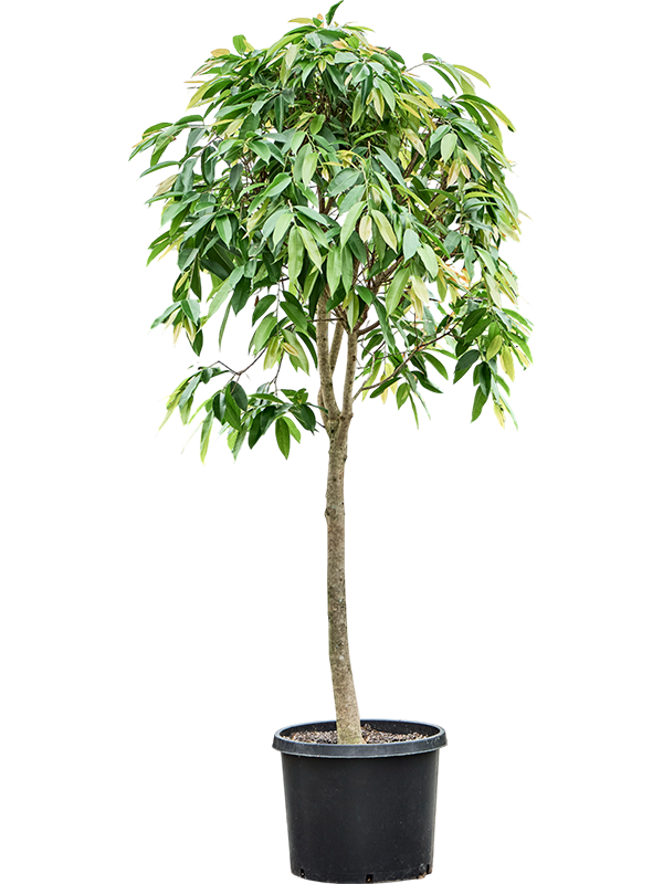 Фикус биннендийка "Amstel King" 55/350 (Nieuwkoop Europe) 39356 - фото 99866