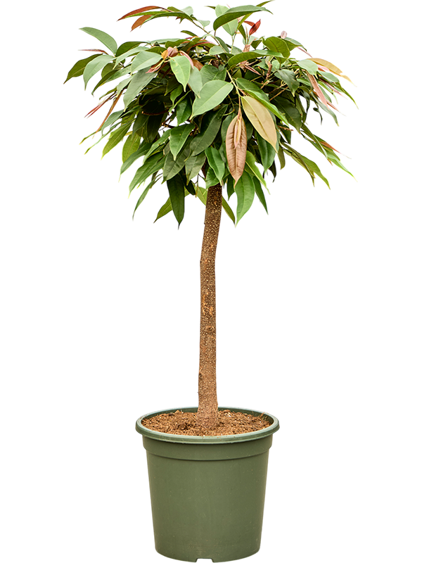 Фикус биннендийка "Amstel King" 31/125 (Nieuwkoop Europe) 39359 - фото 99869