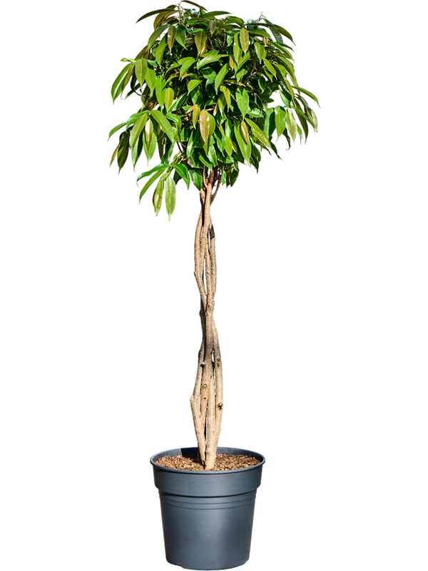 Фикус биннендийка "Amstel King" 30/145 (Nieuwkoop Europe) 39360 - фото 99870