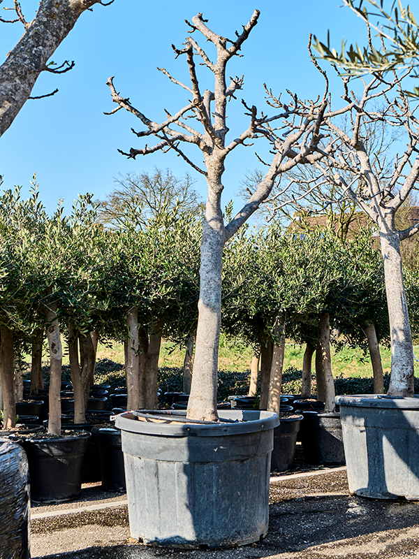 Фикус карика (инжир) 75/250 (Nieuwkoop Europe) 39363 - фото 99873