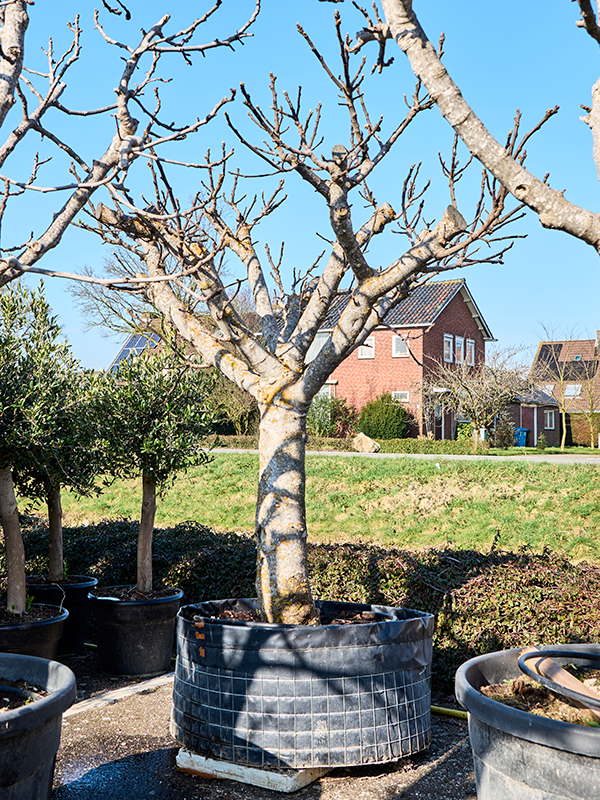 Фикус карика (инжир) 95/250 (Nieuwkoop Europe) 39364 - фото 99874