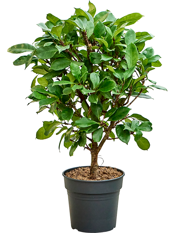 Фикус циатистипула (бокальчатоприлистниковый) 30/120 (Nieuwkoop Europe) 39365 - фото 99875