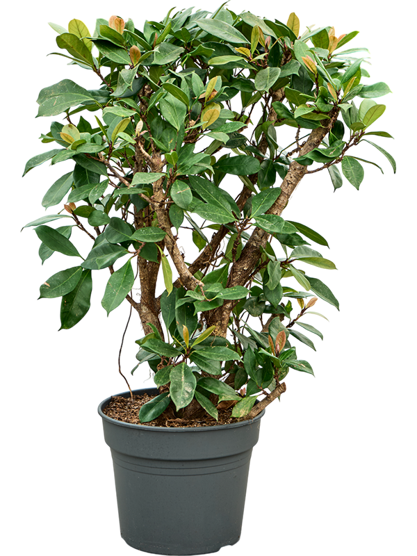 Фикус циатистипула (бокальчатоприлистниковый) 38/150 (Nieuwkoop Europe) 39366 - фото 99876