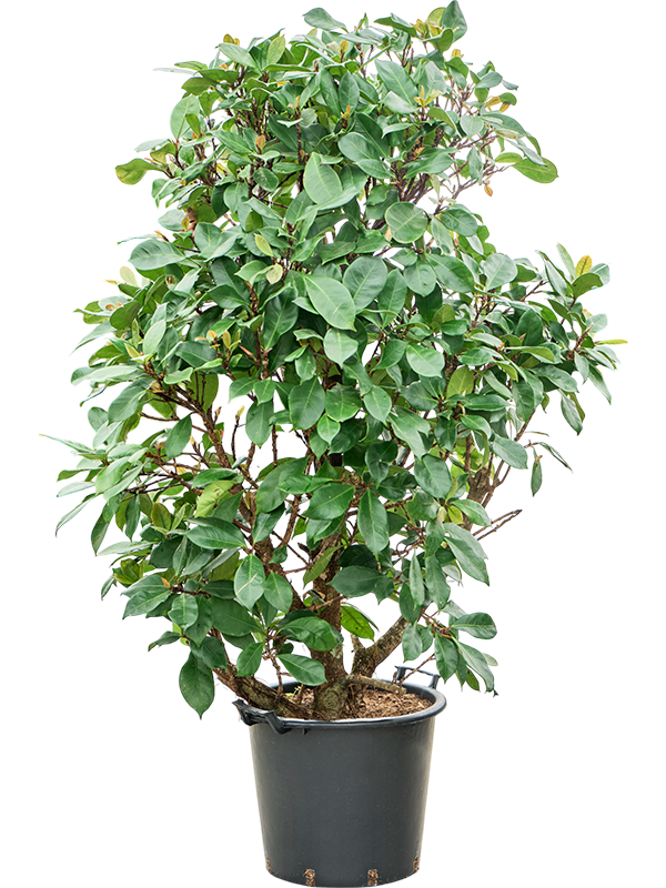 Фикус циатистипула (бокальчатоприлистниковый) 45/180 (Nieuwkoop Europe) 39367 - фото 99877