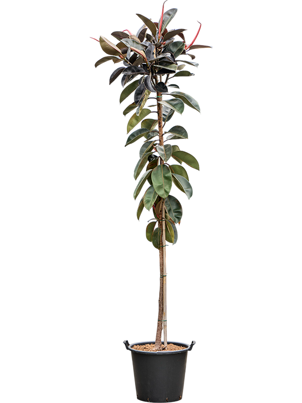 Фикус каучуконосный (эластика) "Abidjan" 50/275 (Nieuwkoop Europe) 39371 - фото 99881