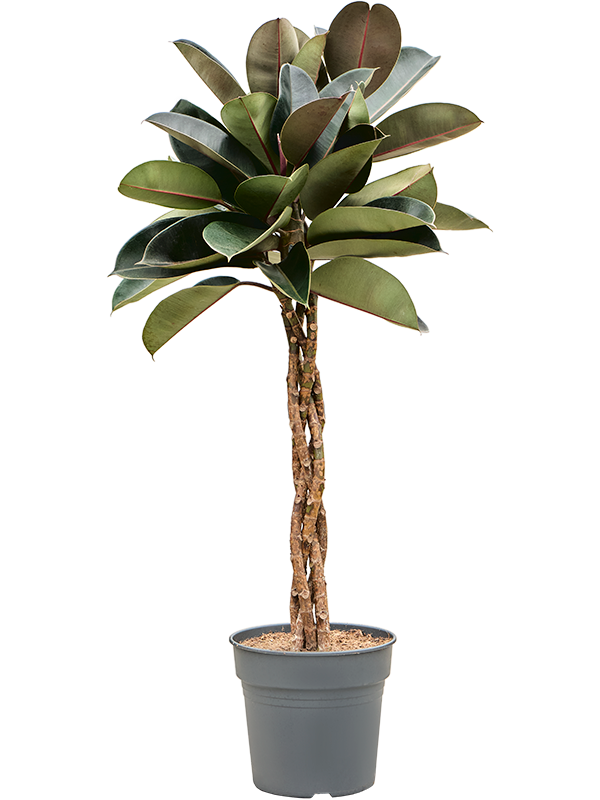 Фикус каучуконосный (эластика) "Burgundy" стебель 30/160 (Nieuwkoop Europe) 39378 - фото 99888