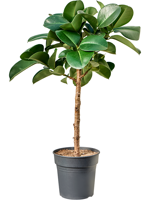 Фикус каучуконосный (эластика) "Cloe" 24/115 (Nieuwkoop Europe) 39379 - фото 99889