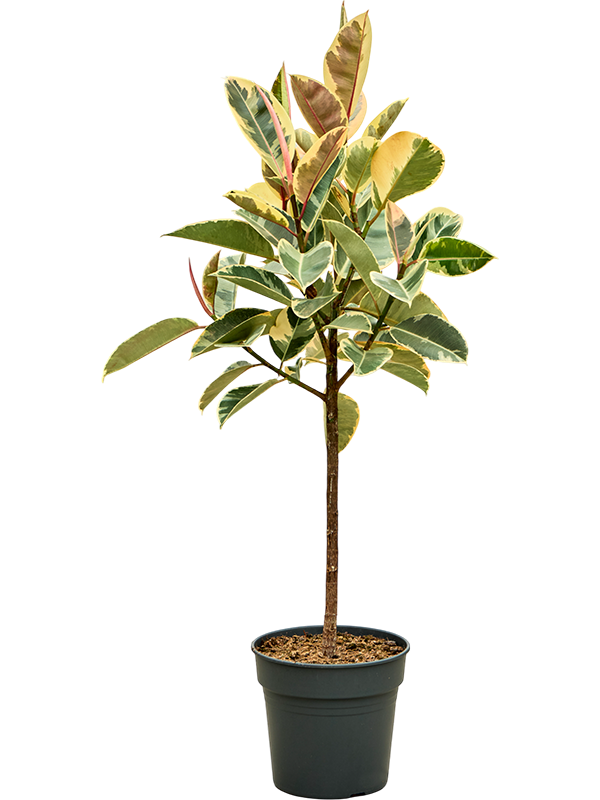 Фикус каучуконосный (эластика) "Tineke" 30/140 (Nieuwkoop Europe) 39394 - фото 99904