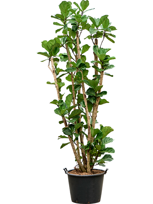 Фикус лировидный (лирата) разветвленный 60/300 (Nieuwkoop Europe) 39400 - фото 99907