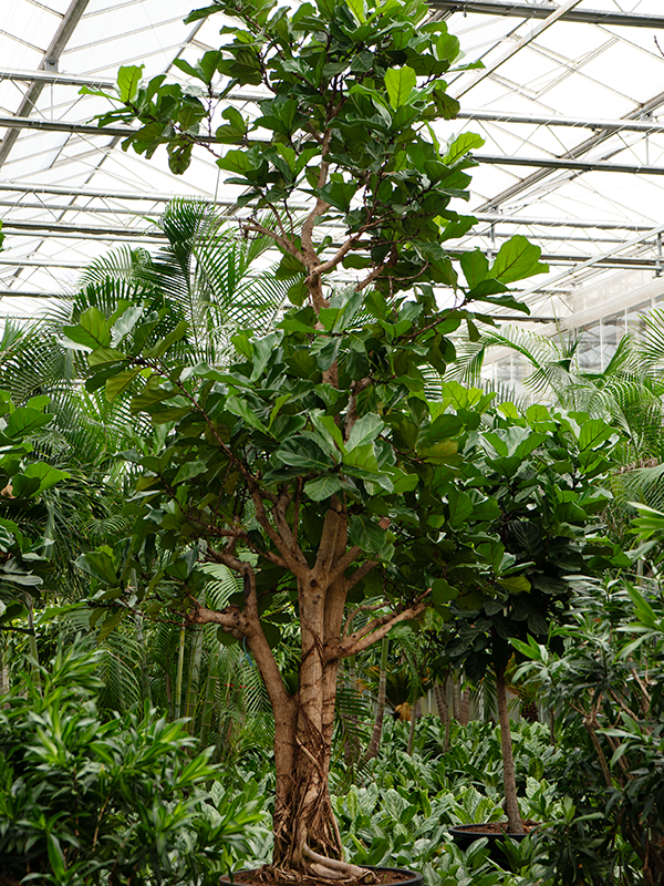 Фикус лировидный (лирата) 96/500 (Nieuwkoop Europe) 39401 - фото 99908