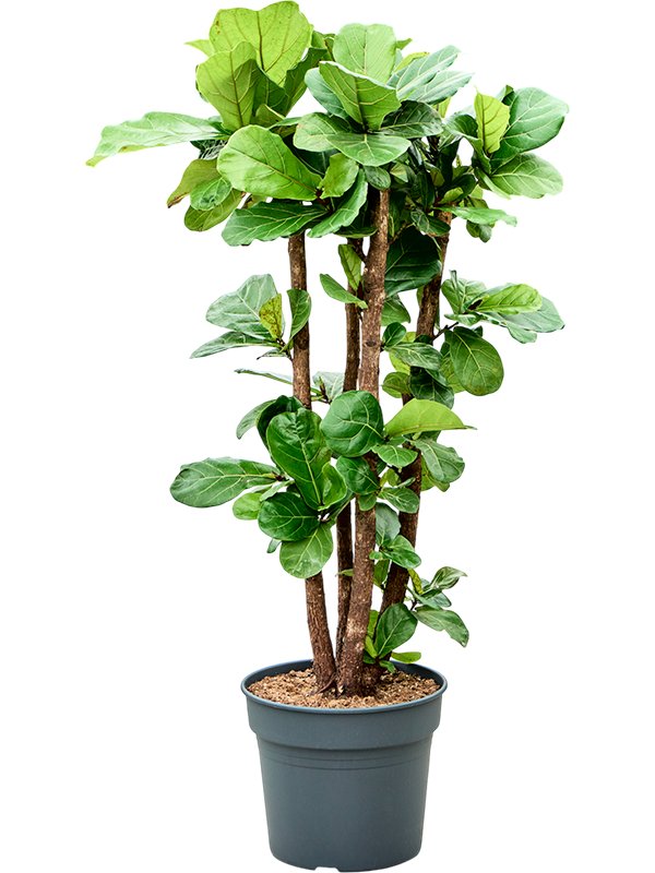 Фикус лировидный (лирата) 38/165 (Nieuwkoop Europe) 39403 - фото 99910