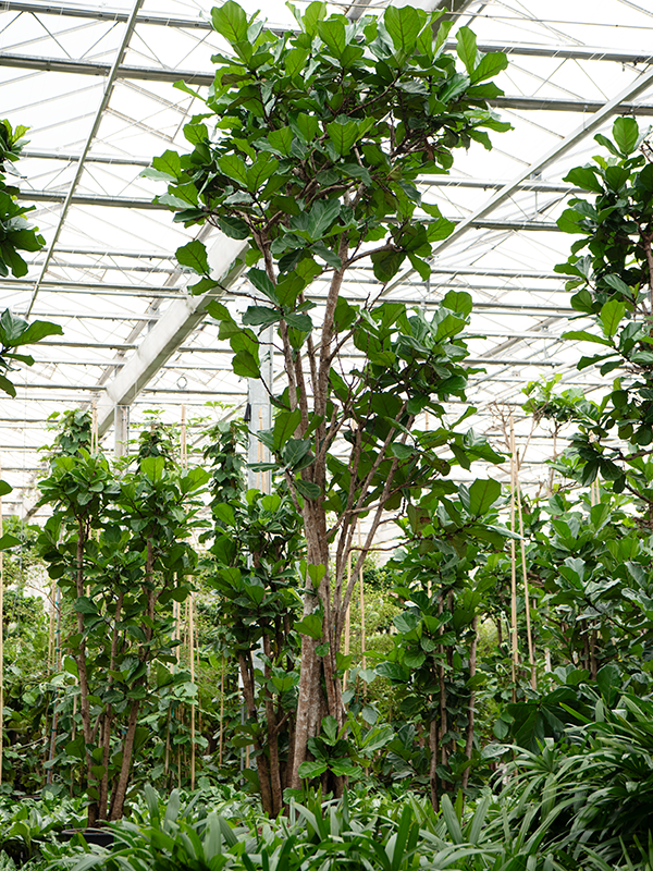 Фикус лировидный (лирата) 95/510 (Nieuwkoop Europe) 39404 - фото 99911