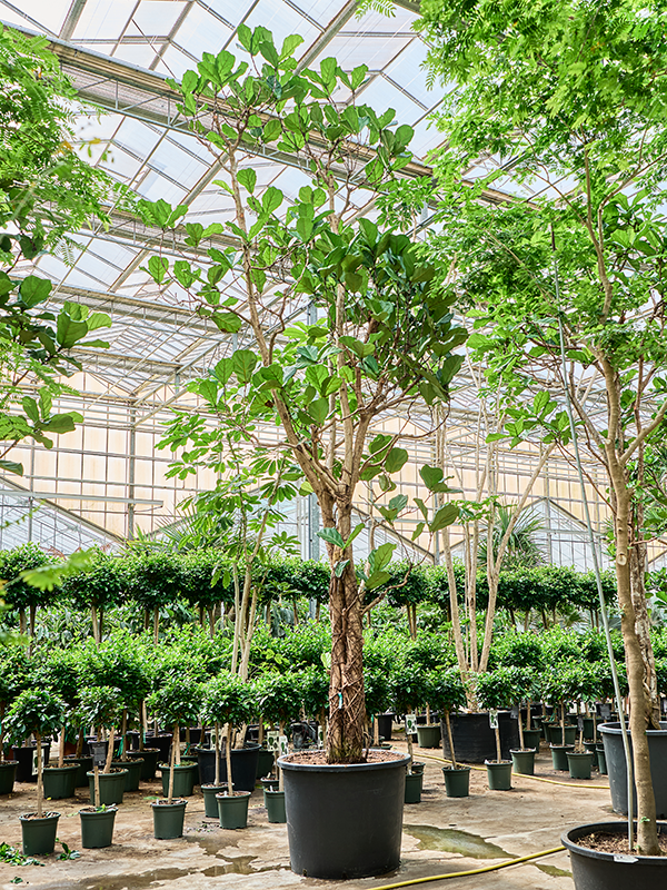 Фикус лировидный (лирата) 102/620 (Nieuwkoop Europe) 39406 - фото 99913