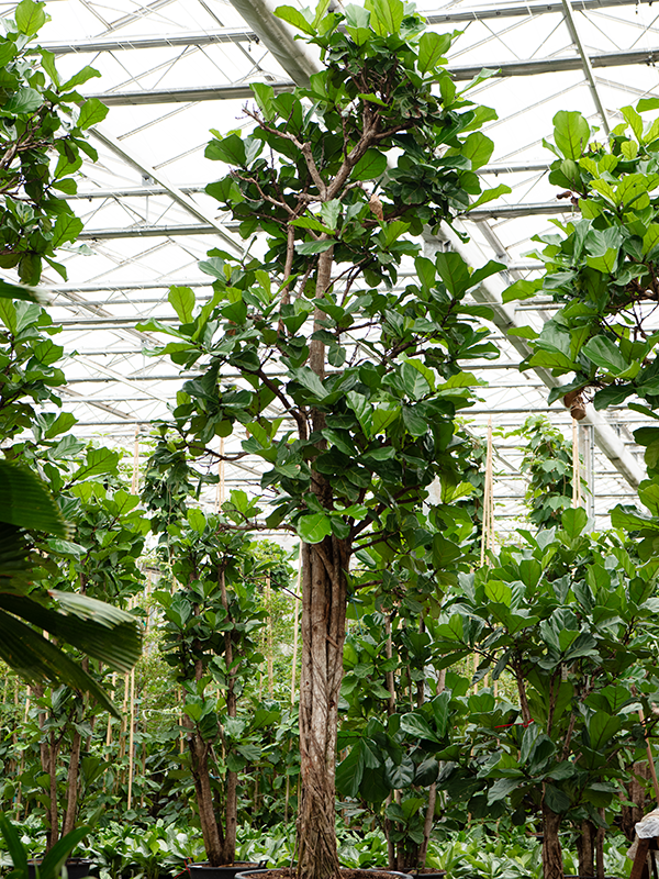 Фикус лировидный (лирата) 95/540 (Nieuwkoop Europe) 39408 - фото 99915