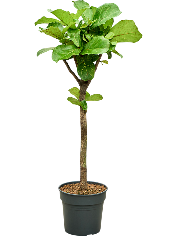 Фикус лировидный (лирата) разветвленный 30/140 (Nieuwkoop Europe) 39410 - фото 99917