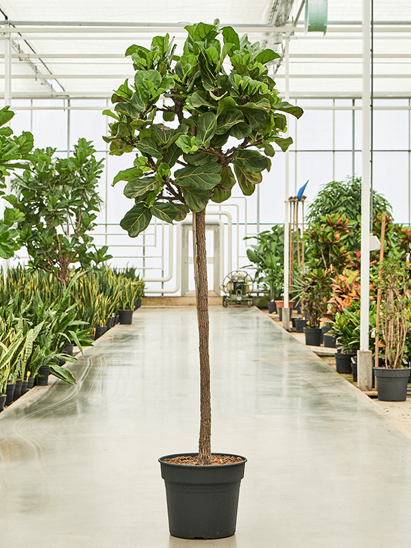 Фикус лировидный (лирата) 50/275 (Nieuwkoop Europe) 39411 - фото 99918