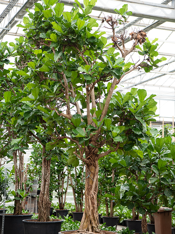 Фикус лировидный (лирата) 110/450 (Nieuwkoop Europe) 39412 - фото 99919