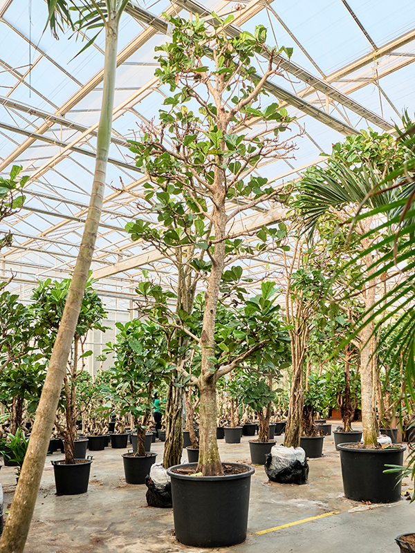 Фикус лировидный (лирата) 102/575 (Nieuwkoop Europe) 39413 - фото 99920