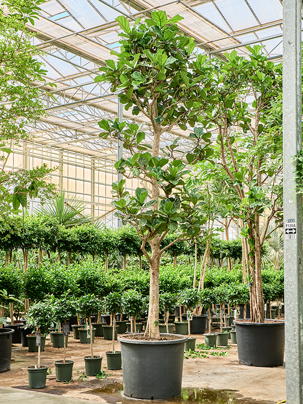 Фикус лировидный (лирата) 102/500 (Nieuwkoop Europe) 39414 - фото 99921