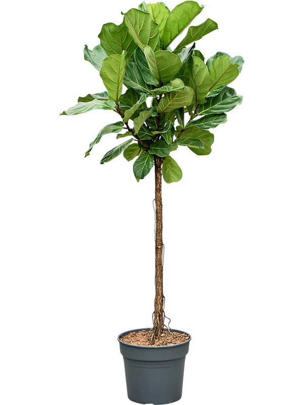 Фикус лировидный (лирата) 38/190 (Nieuwkoop Europe) 39416 - фото 99923