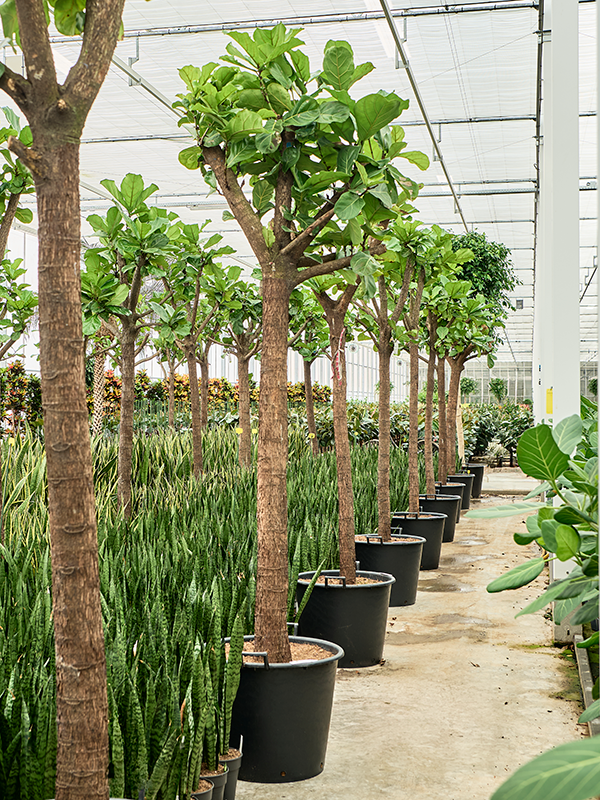 Фикус лировидный (лирата) 60/300 (Nieuwkoop Europe) 39417 - фото 99924