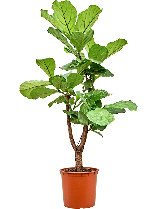 Фикус лировидный (лирата) разветвленный 34/150 (Nieuwkoop Europe) 39418 - фото 99925